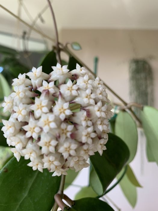 Hoya parasitica 004  cięta