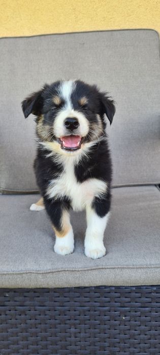 Piesek samiec Border Collie tri kolor