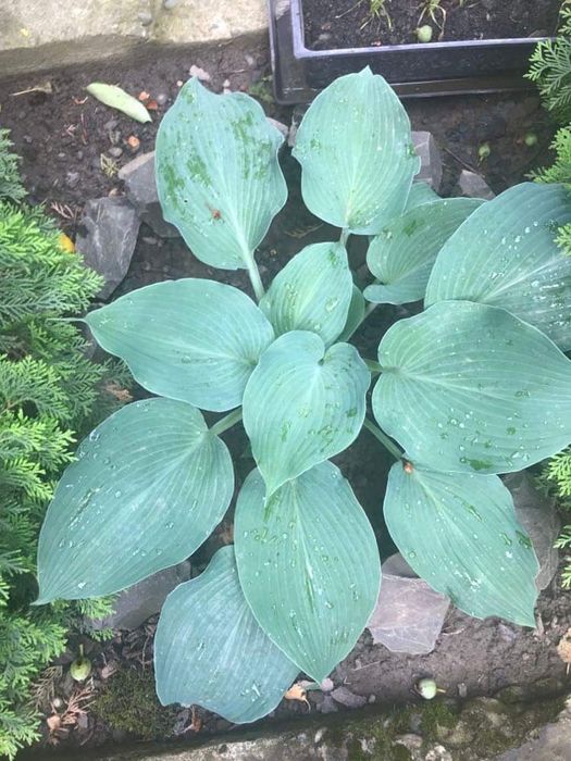 Хоста голубая ростки