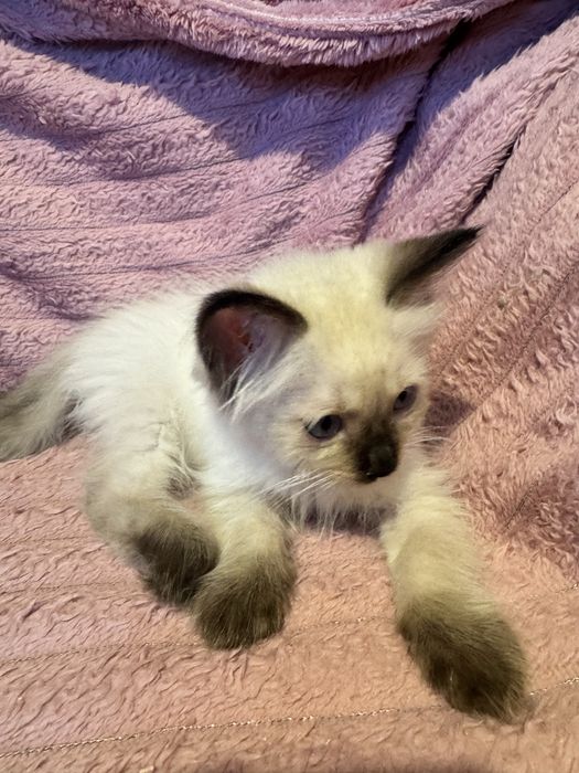 Kocurek Ragdoll seal point - gotowy do odbioru