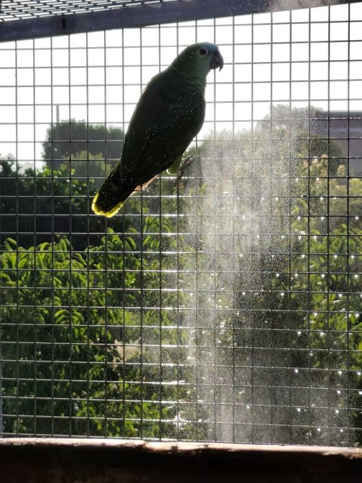 Papagaio astiva criada pelos pais