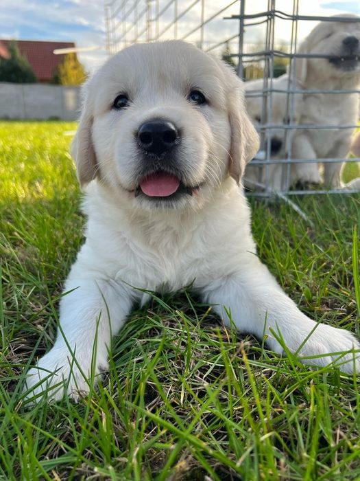 Golden Retriever   Rodowód