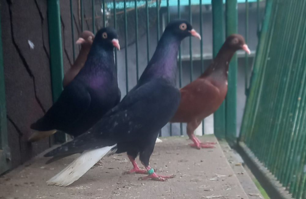 Gołębie wyszwance,wyszwance