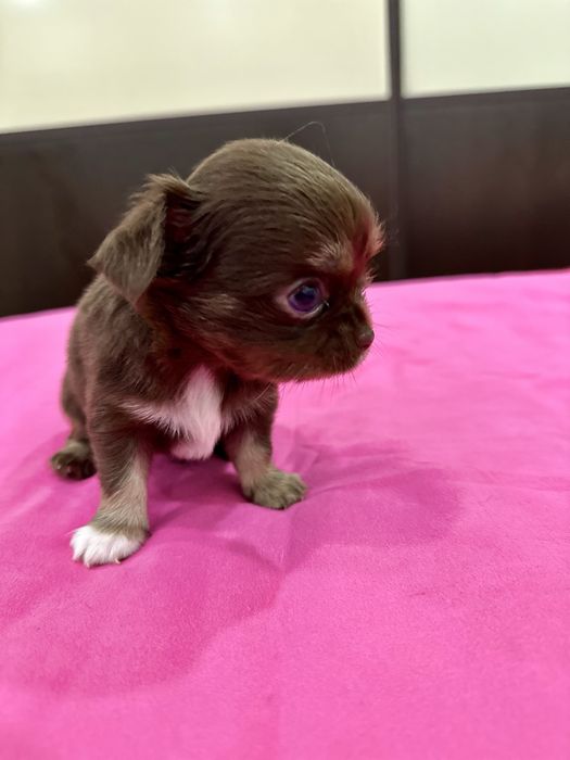 Macho chihuahua mini
