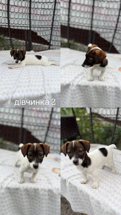 джек рассел расел