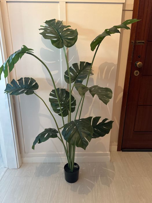 Planta Costela-de-Adão (Artificial)