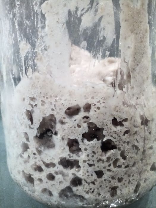 1 kg suszonego + 1 kg świeżego zakwasu na Cheb