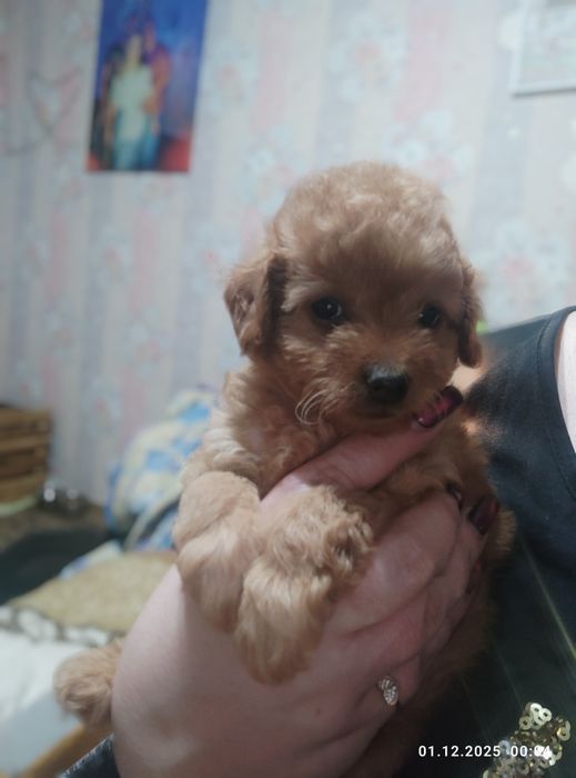 Мальтіпу дівчата та хлопці