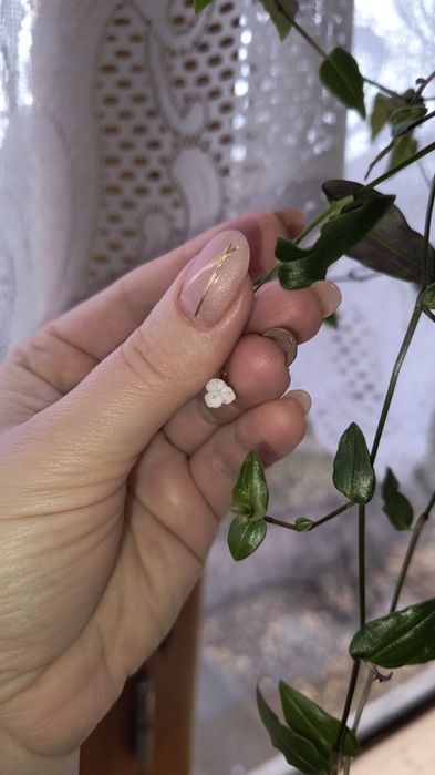 Традесканция мелколистная