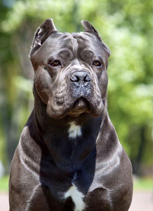 Купірувані щеночки-Cane corso Italiano