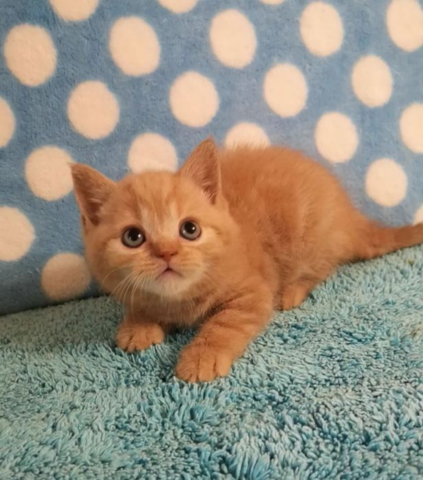 Рыжие кошенята снова в наличии