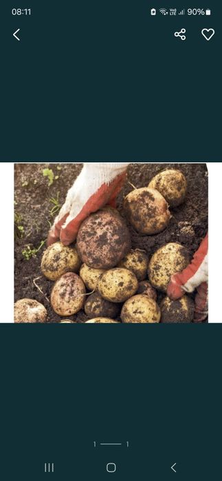 Ziemniaki odmiana Tajfun