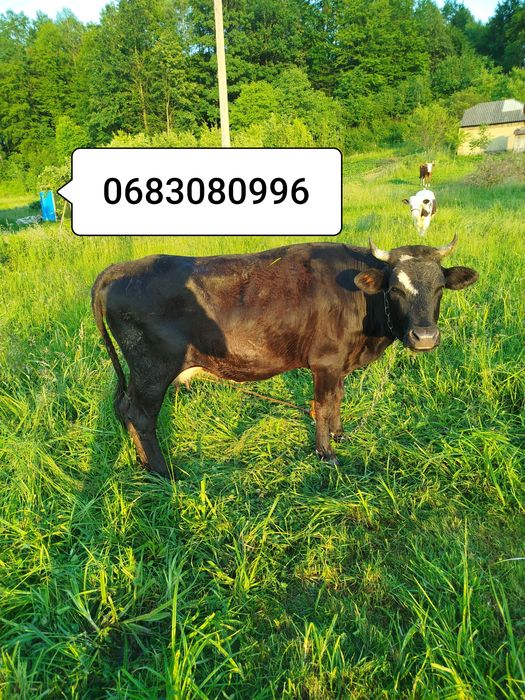 Продам молоду корову циганка