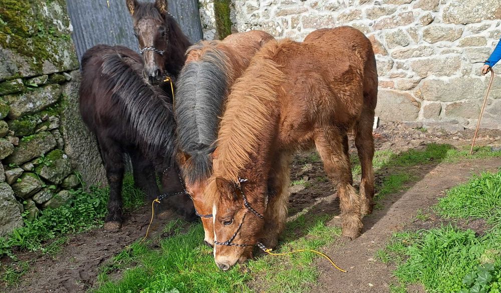 Poldros breton de 2025