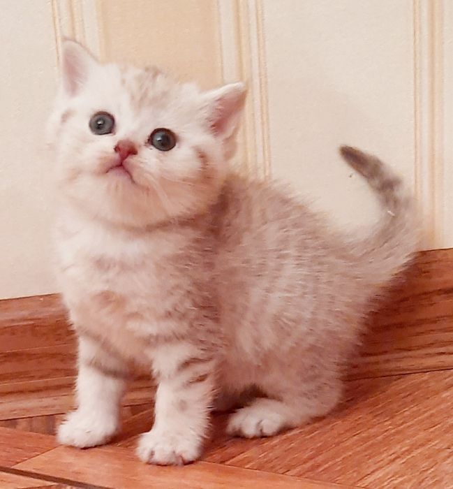 Чарівна та мила.