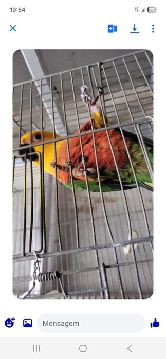 Aratinga jandaias