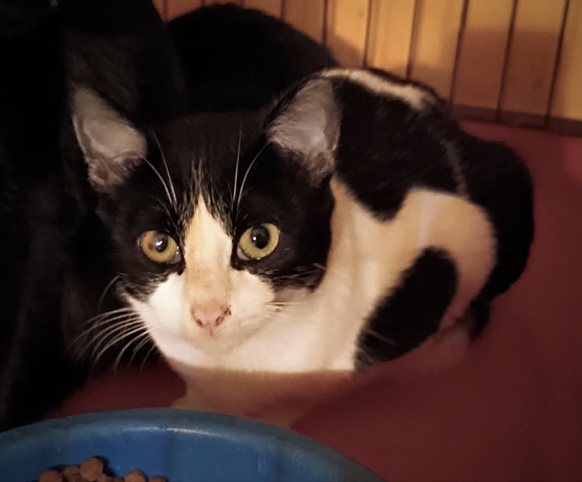 Gato Juvenil para Adoção!