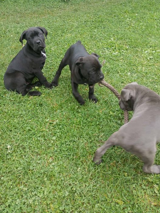 Кане - Корсо цуценята