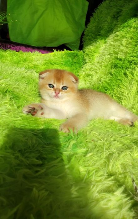 Ручные малышики. Котята золотая шиншилла.