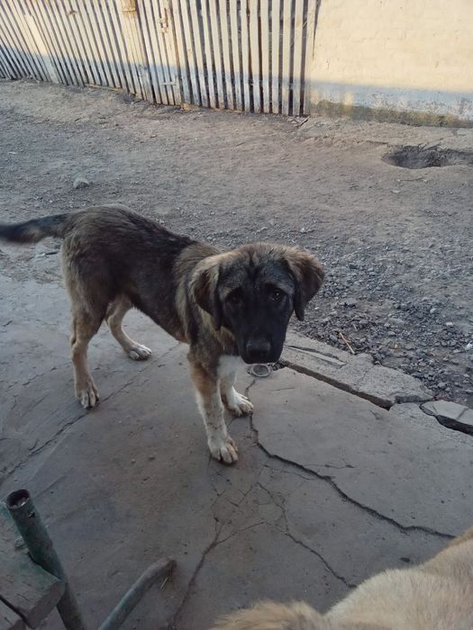 Кавказські вівчарки цуценята