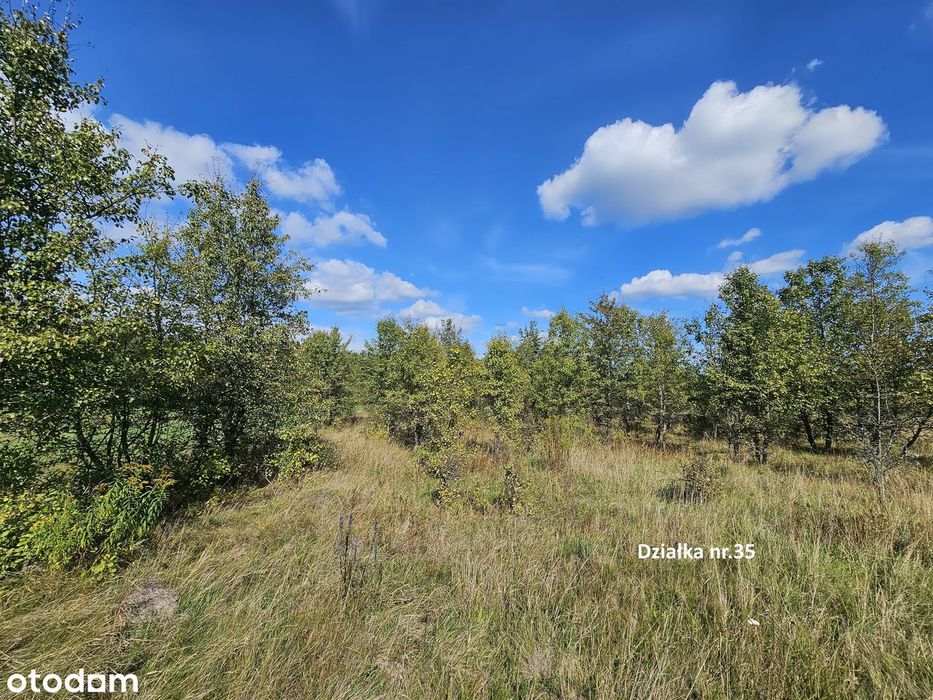 Własne Miejsce W Puszczy Białowieskiej–Cisza, Natura I Off-Grid 0,56Ha