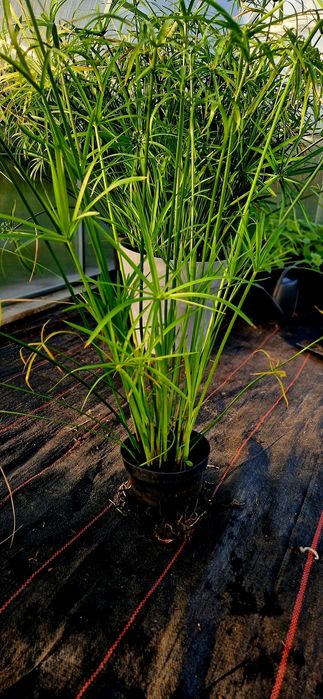 Papirus Cibora Zmienna