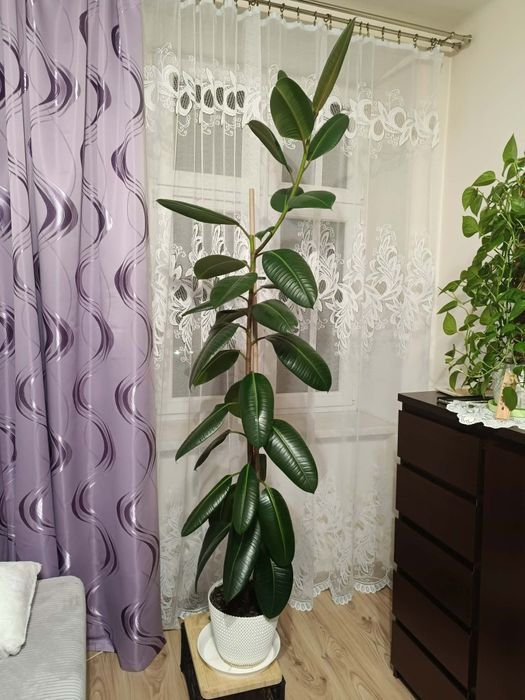 Fikus sprężysty 2m