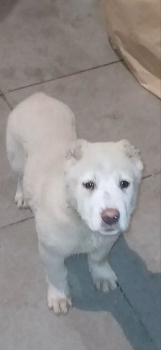 Кобель Шикарный Документы