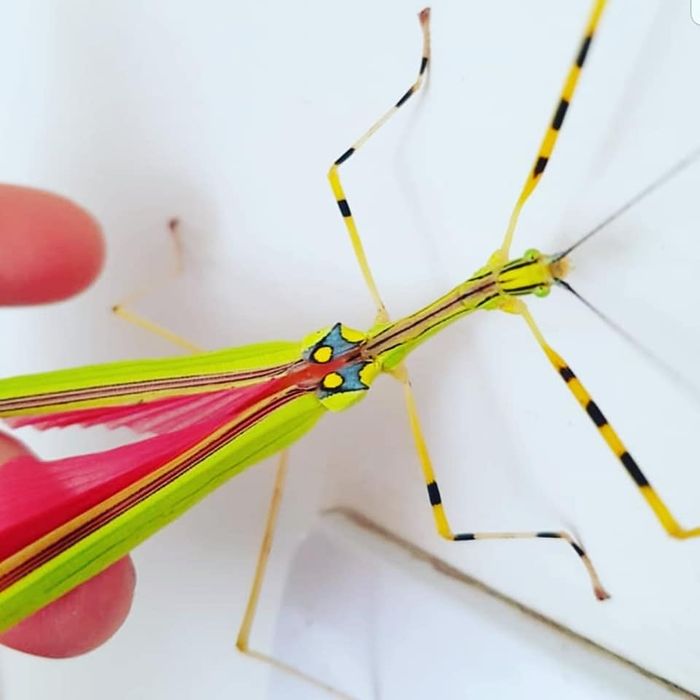 Jaja straszyka necroscia annulipes