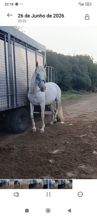 Vendo égua mansinha montada