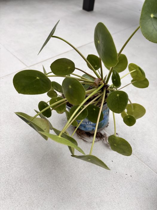 Pilea Pieniążek Roślina Doniczkowa