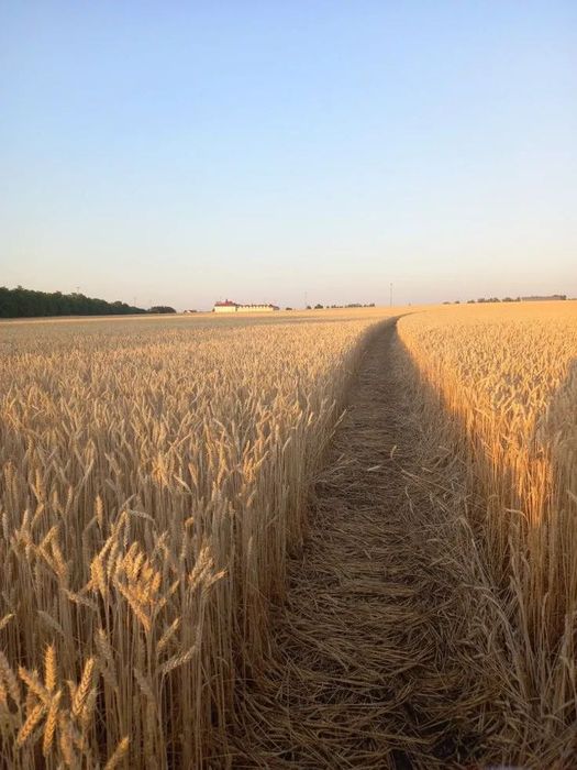 Продам пай у Черкаській області
