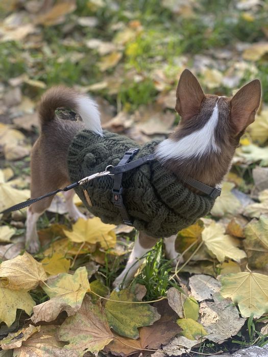 Чихуахуа вʼязка хлопчик