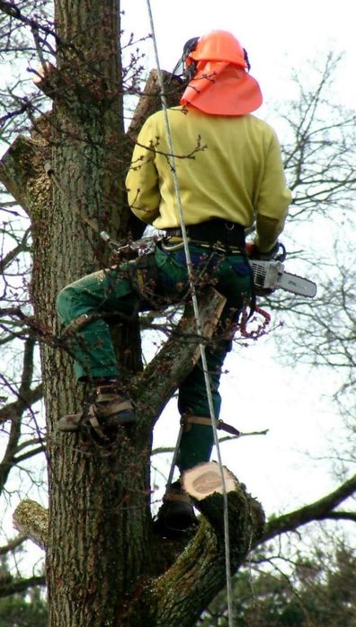 Wycinka drzew alpinistyczne