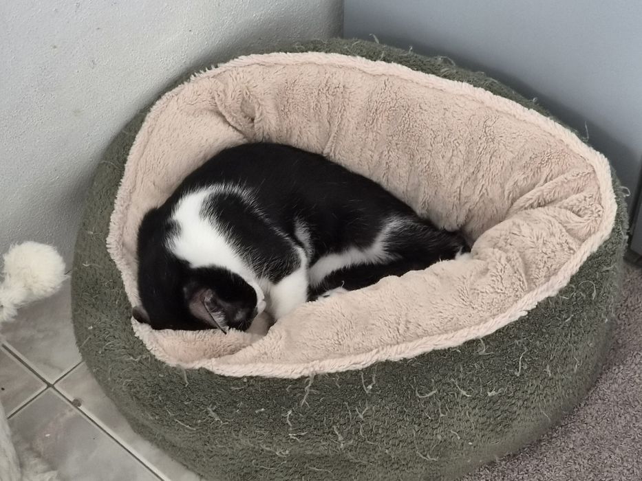 Gatinho para adoção