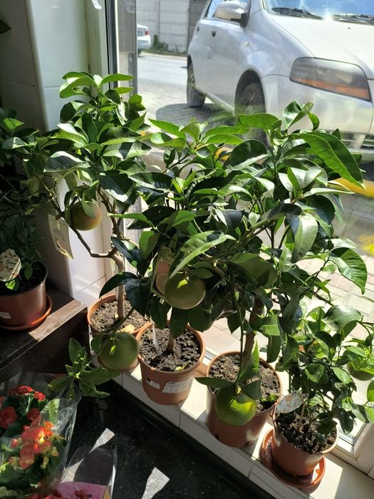 Помпезные цитрусовые растения: грейпфрут с плодами