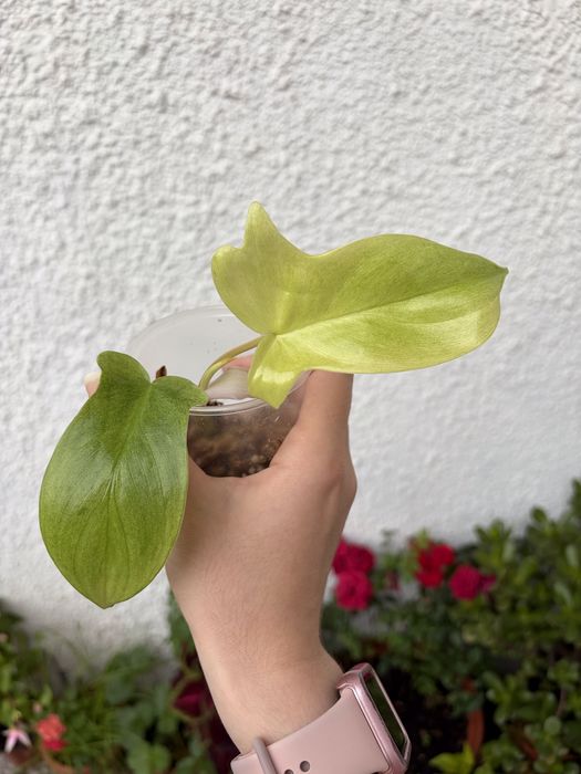 Philodendron Florida Ghost