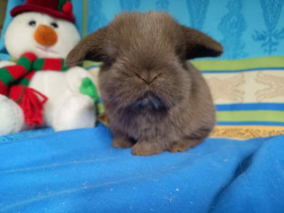 Sprzedam króliczki mini loop mini lop niebieskookie