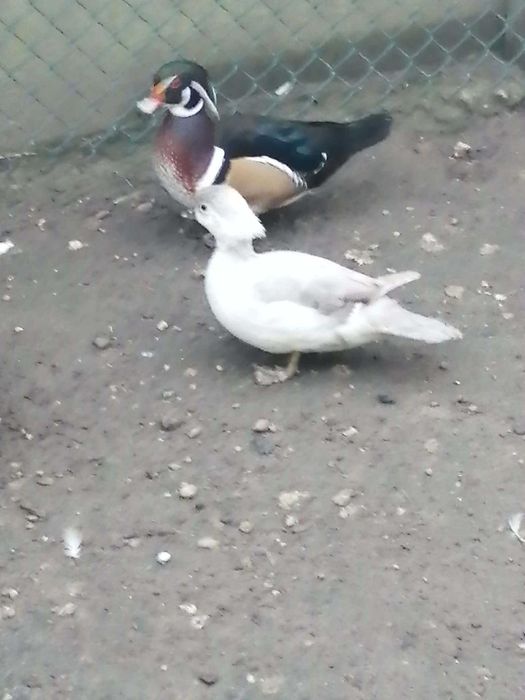 Sprzedam kaczki karolinki