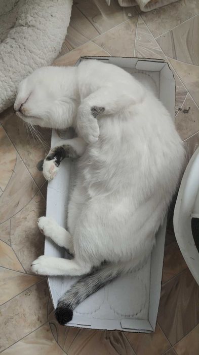 Biała Kicia szuka domku