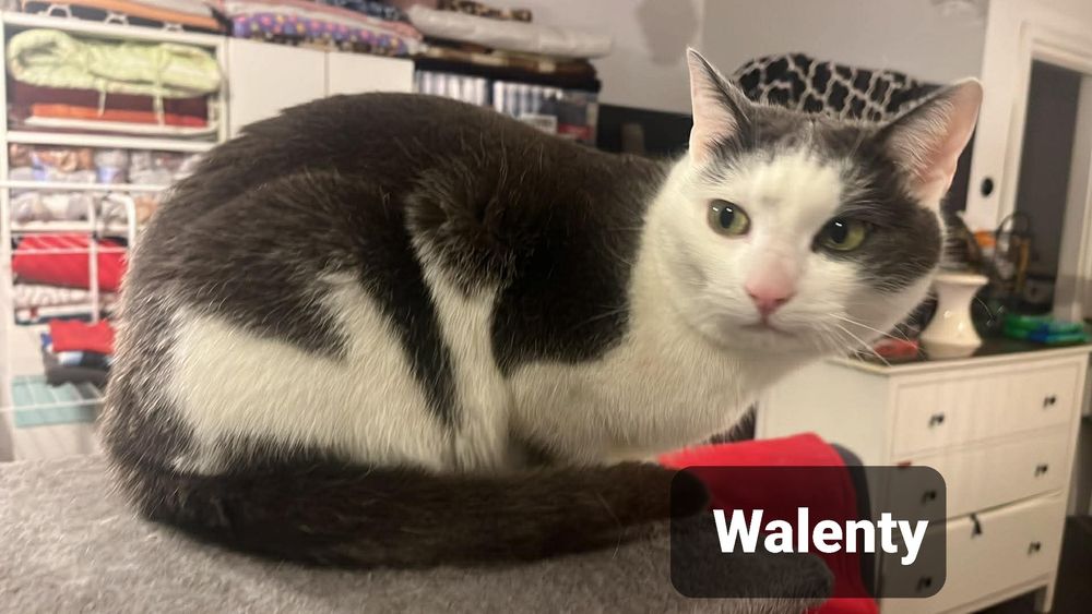 Kocurek do adopcji