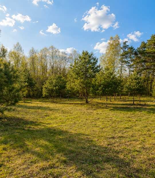 Leśna działka z projektem nowoczesnego domu — Natura 2000, okolice Pilicy - Widok 2