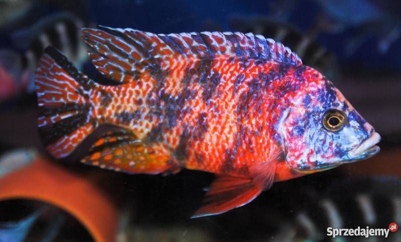 GB MALAWI Pyszczak Aulonocara Calico