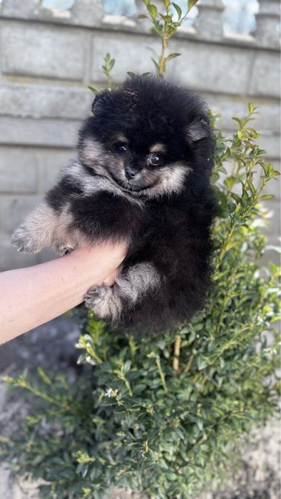 Лялечка шпіцулю