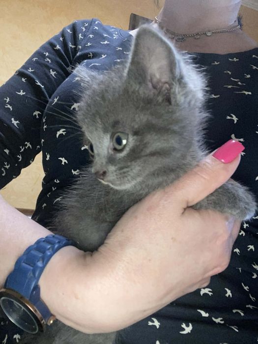 Чудове кошеня , безкоштовно