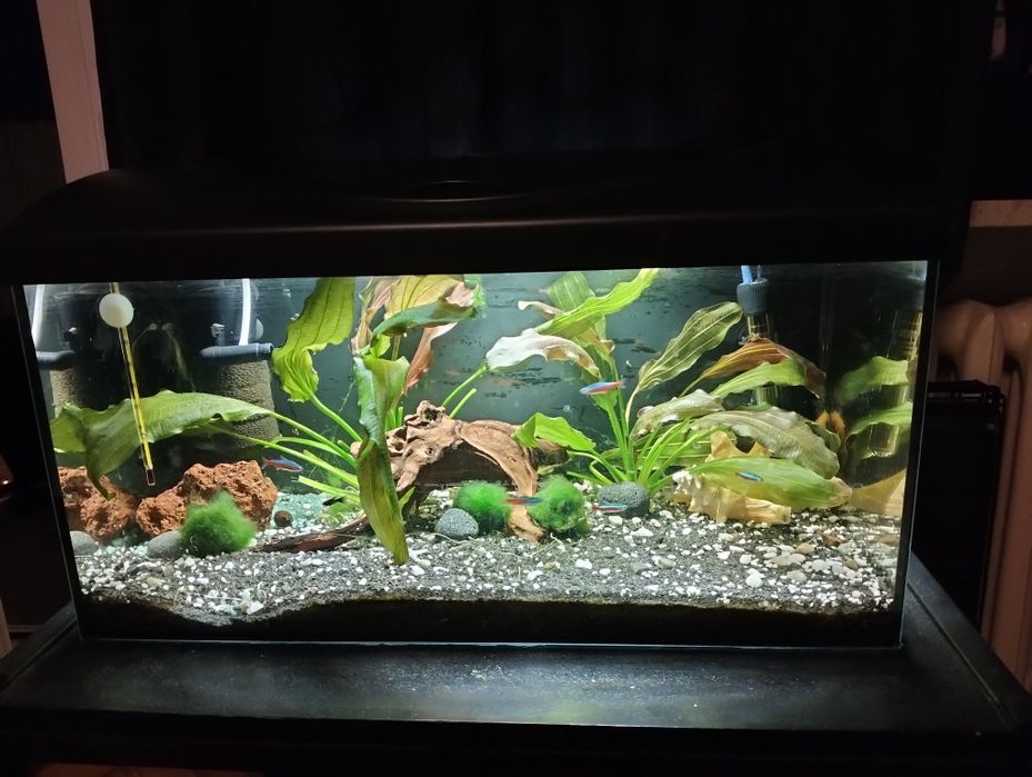 Sprzedam Akwarium 60l