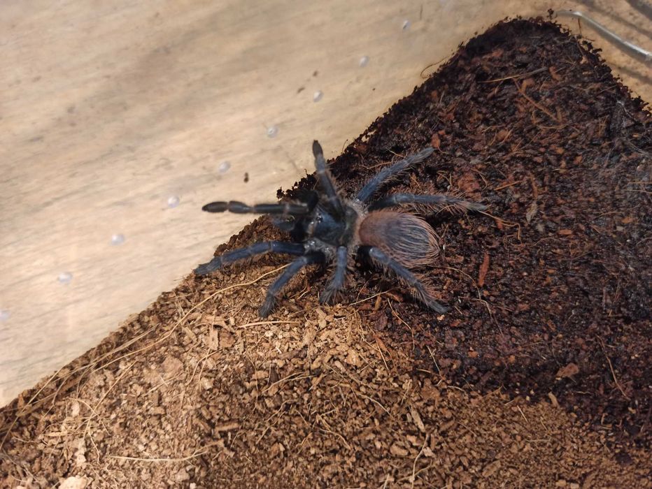 Lasiocyano sazimai SAMICA