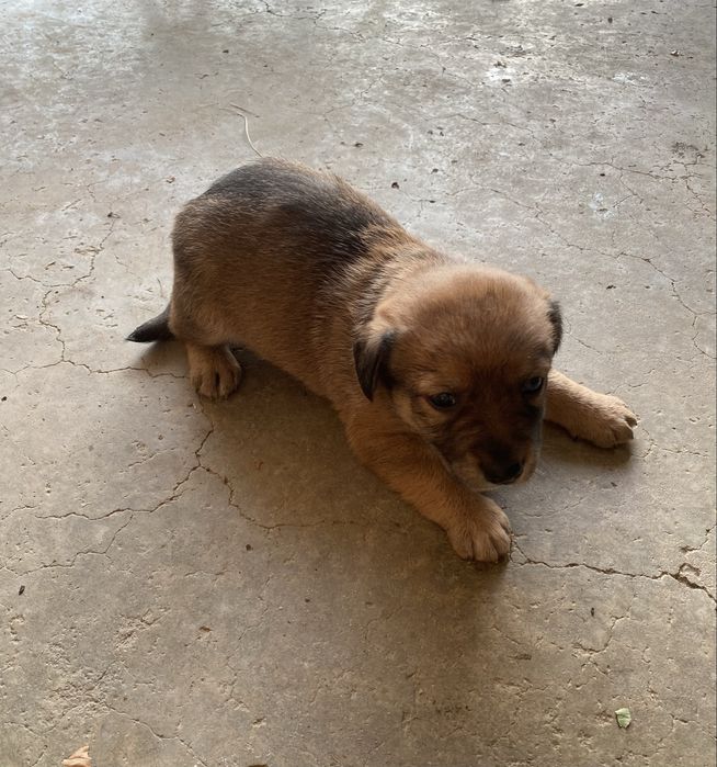 Cães bébes para dar