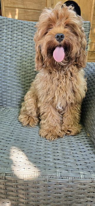 Cavapoo / chłopczyk