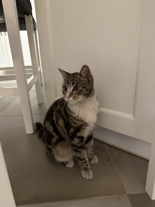 Oddam kotke, około 6miesieczną